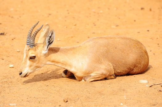 Thomson Gazelle, Eudorcas Thomsoni, Resting In The Wilds