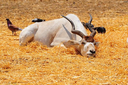 Addax Live In Herds Of About Twenty Individuals.