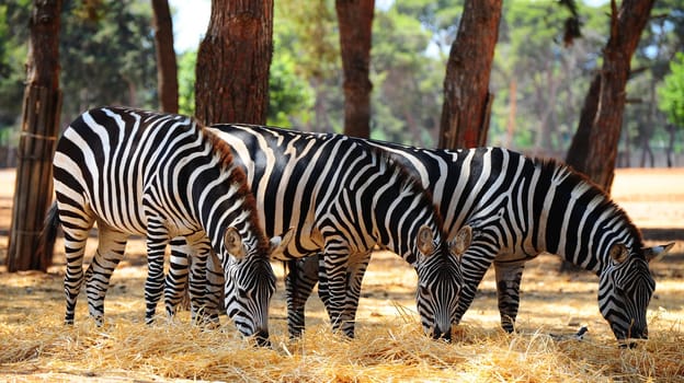 Zebra, Each Animal Has An Individual Striping Pattern.