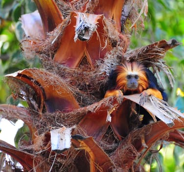 The Golden Lion Tamarin, Leontidrus Chrysomelas, Distributed in Brazil, Rare and Endangered Primate.
