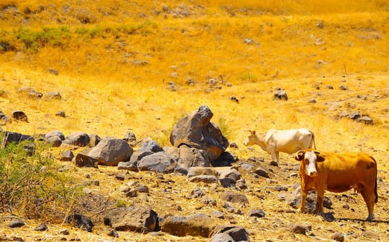 Landscape Of Galilee Mountains With Two Cows On The Pasture.