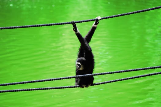 White Handed Gibbon, Hylobates Lar, Climbing On a Rope