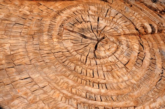 Cross Section Of Old Cracked Tree, Wooden Background