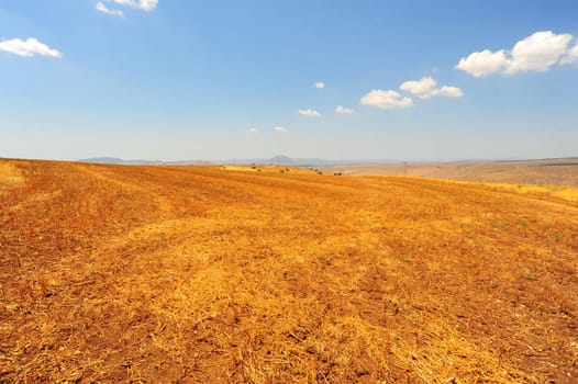 Autumn Yellow Field After Harvest In Upper Galilee, Israel