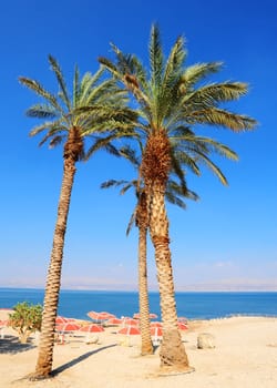 Umbrellas On Sandy Beach Of Dead Sea, Israel