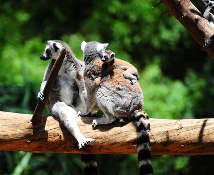 Family Of Ring Tailed Lemur, Lemur Catta, With  Baby