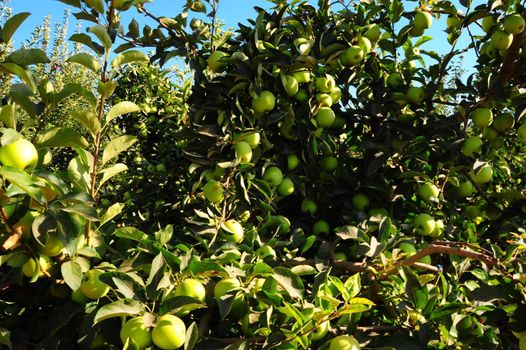Green Apples On The Tree ready For Harvests