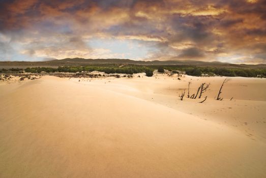 Sandstorm is coming to the desert in Africa. The air is full of sand whirlwinds and the sky is dramatic