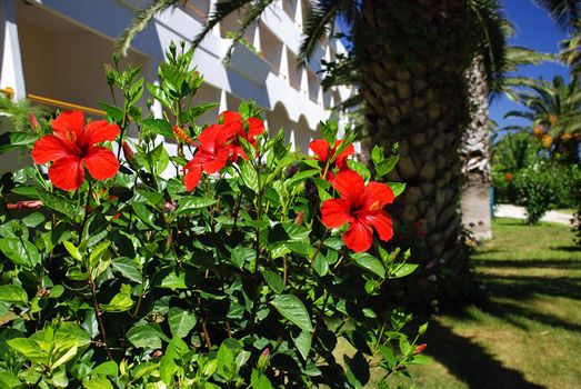 Hibiscus in front of a house/hotel in a nice tropical garden