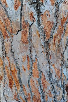 Detailed Pine Tree Bark Texture, Natural Background