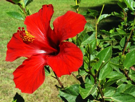 Red hibiscus blossom in the garden among many leaves