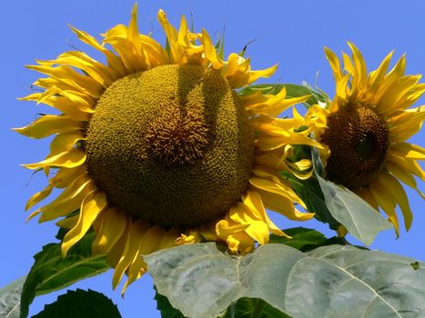 Two sunflowers