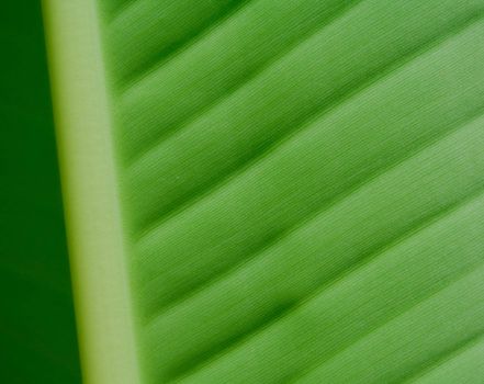 Green sheet of a banana palm tree. A structure