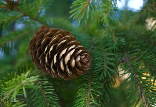 The open cone on a green branch.