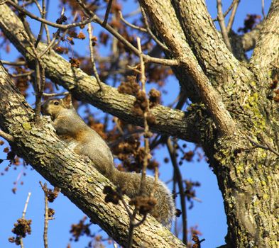 Eastern grey squirrel on a tree limb against a blue sky