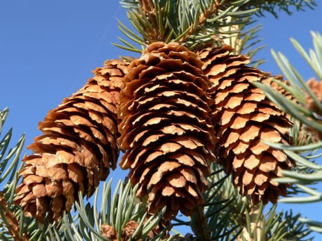 Three pine cone on blue sky background.