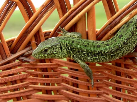 Lizard in the braided basket from wooden branches.