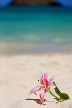 Artificial lily photographed on Oahu, Hawaii with shallow depth of field.