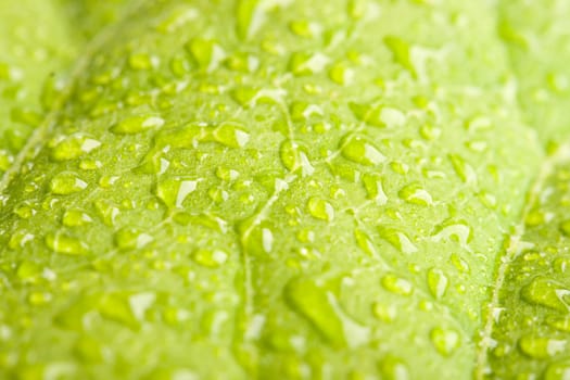 Green leaf with water droplets macro - shallow depth of field