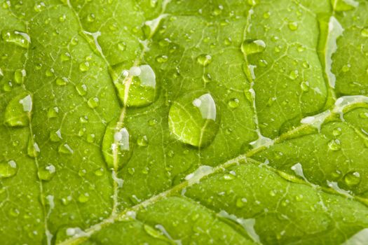 Green leaf with water droplets macro