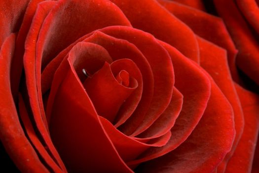 Red rose macro close up