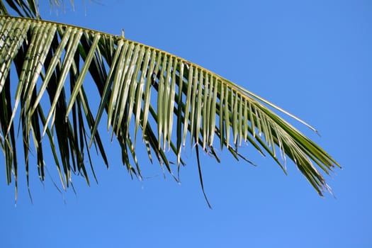 Palm tree leaves in the sky