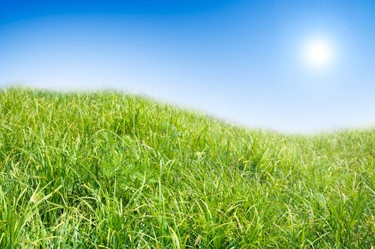 Green grass and blue sky background. In bright colours.