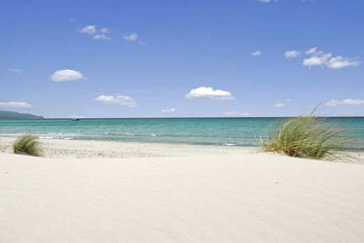 Beautiful beach with white sand and bush near the azure sea 