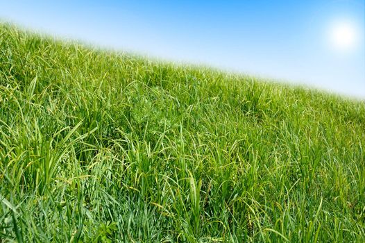 Green grass and blue sky background. In bright colours.