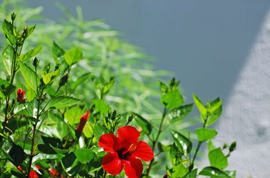 Red hibiscus with leaves against the white wall