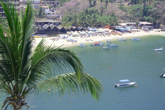 Palm tree and beach with peopple and umbrellas