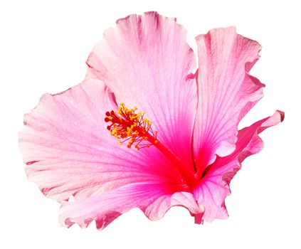 Pink hibiscus isolated on the white background