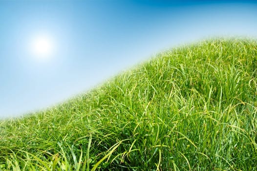 Green grass and blue sky background. In bright colours.