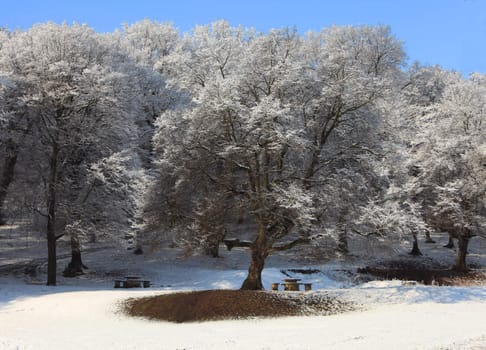 Beautiful forest covered in fresh snow in the end of winter. 