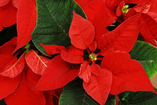 Red Poinsettia with green leaves - christmas flower