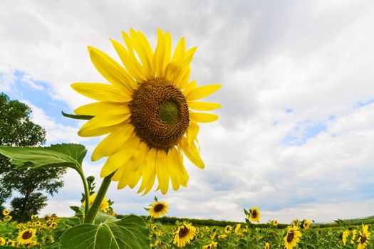 Blossoming yellow sunflowers on cloudy blue sky during summertime
