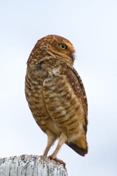 Burrowing owl on a fence post. Athene cunicularia - Strigidae.