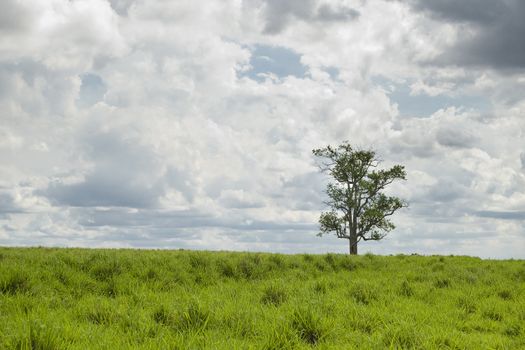 Old tree on the pasture, farmland in western Parana State, southern Brazil.