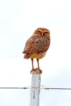 Burrowing owl on a fence post. Athene cunicularia - Strigidae.