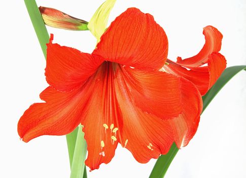 Red amaryllis with leaves isolated on white