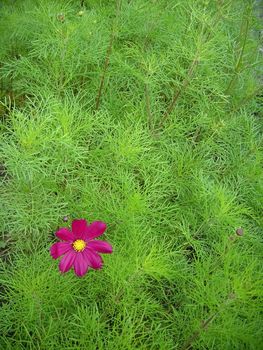 Magenta flower against green