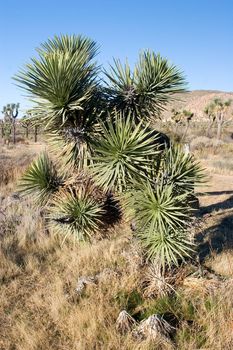 Joshua Tree National Park is located in south-eastern California.