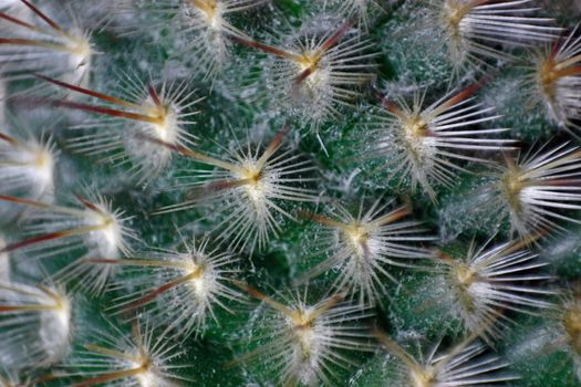 We see a background with set of prickles. It is a cactus surface. It is very interesting to look at it close.