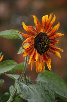 There has come summer. The sunflower has blossomed. At it very beautiful and unusual flowers. We admire them.