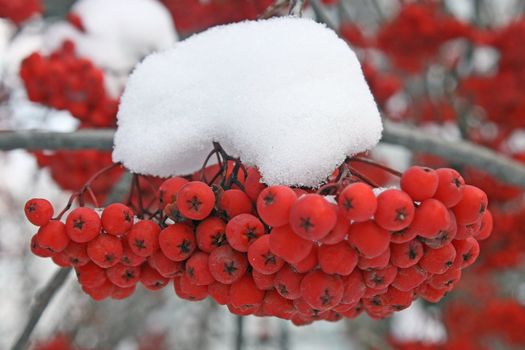 There has come winter. Snow has dropped out. On mountain ash berries snow lies. It is beautiful.
