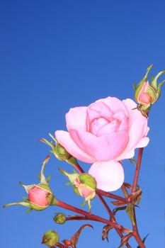 pink rose and blue sky