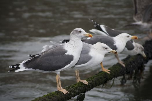 Four seagulls in a rope on the rain.