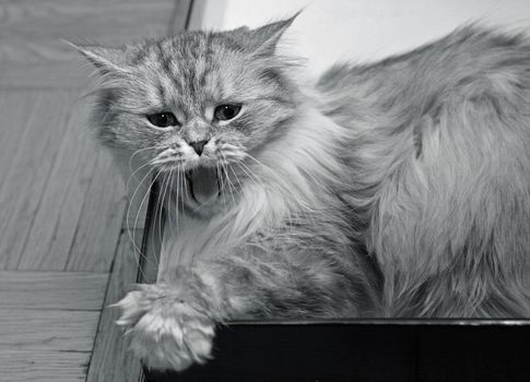 The image of yawning kitten in a box. b/w