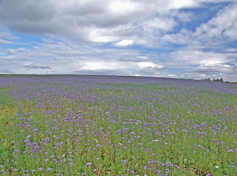 Field full of wild violet thrift and a blue sky