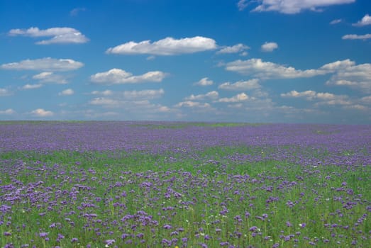 Field full of wild violet levender and a blue sky with clouds